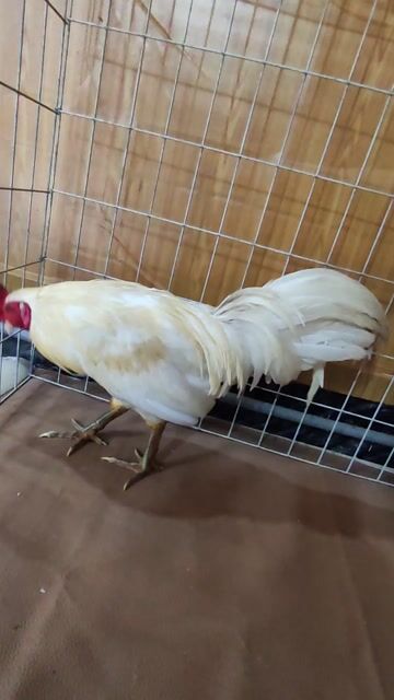 Gà úa chân xanh . Mua bán Gà tại Quận 10 Tp Hồ Chí Minh được đăng bởi Khoi hình 1