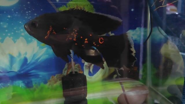 Cá tai tượng Tiger Longfin Đen cam. Mua bán Thú cưng khác tại Quận 3 Tp Hồ Chí Minh được đăng bởi Dac Khai hình 1