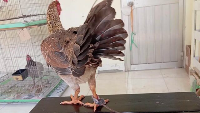 Gà Cú Thái kenso tơ trạng 2kg6. Mua bán Gà tại Quận 8 Tp Hồ Chí Minh được đăng bởi phương  cán đẹp hình 1