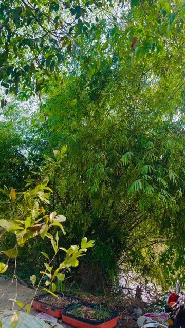 🔥 𝙃𝙊𝙉𝘿𝘼 𝟲𝟳 (𝙎𝙎𝟱𝟬) 🔥. Mua bán Xe máy tại Huyện Vĩnh Thạnh Cần Thơ được đăng bởi Bamy hình 1