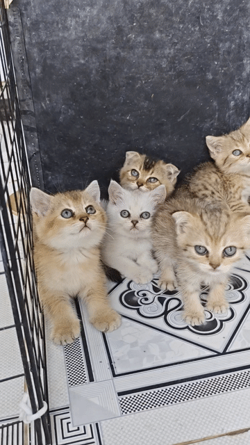 Mèo con nhiều màu khỏe mạnh. Mua bán Mèo tại Thành phố Biên Hòa Đồng Nai được đăng bởi Louis hình 1