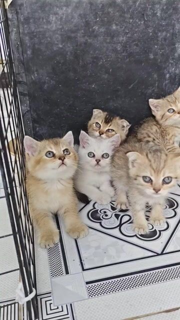 Mèo con nhiều màu khỏe mạnh. Mua bán Mèo tại Thành phố Biên Hòa Đồng Nai được đăng bởi Louis hình 1