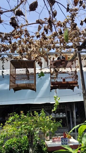 chào mào 2 mùa cần bán 1,5 den 2,5. Mua bán Chim tại Quận 12 Tp Hồ Chí Minh được đăng bởi Nguyenvannhut hình 1