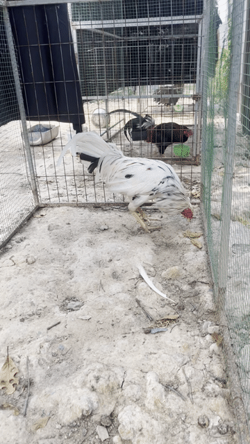 thay lông thanh lý 3kg6. Mua bán Gà tại Quận 12 Tp Hồ Chí Minh được đăng bởi béo hình 1