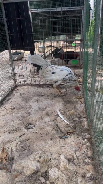 thay lông thanh lý 3kg6. Mua bán Gà tại Quận 12 Tp Hồ Chí Minh được đăng bởi béo hình 1