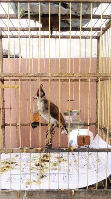 má trắng đang học songkon. Mua bán Chim tại Quận Tân Bình Tp Hồ Chí Minh được đăng bởi meomeo hình 1