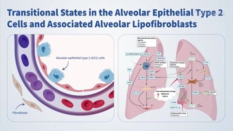 Alveolar Epithelial Type 2 Cells and Associated Alveolar ...