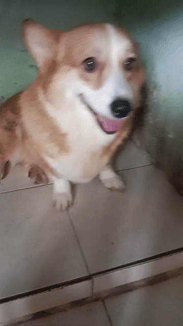 Chó Corgi cái 2 năm vàng trắng. Mua bán Chó tại Huyện Bàu Bàng Bình Dương được đăng bởi Văn Văn  hình 1