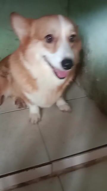 Chó Corgi cái 2 năm vàng trắng. Mua bán Chó tại Huyện Bàu Bàng Bình Dương được đăng bởi Văn Văn  hình 1