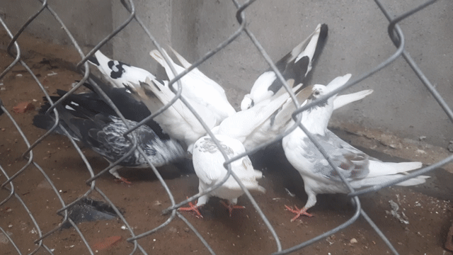 Chim bồ câu lai Trắng Đen Xám! 250k/ Cặp. Mua bán Chim tại Quận Tân Phú Tp Hồ Chí Minh được đăng bởi HIỆP hình 1