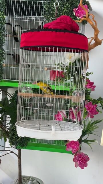 Chim Vàng Anh 1 mùa thay lông. Mua bán Chim tại Quận Tân Phú Tp Hồ Chí Minh được đăng bởi Nhuận Huỳnh hình 1