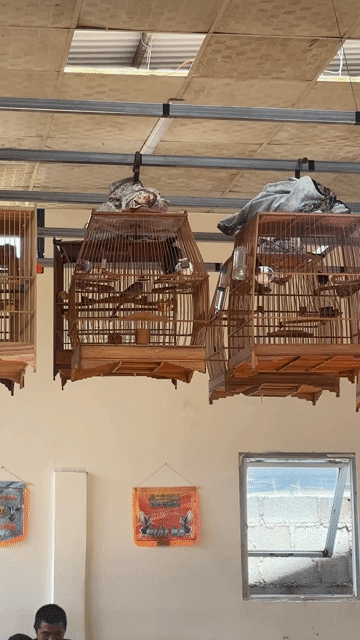 Chim chào mào 1 mùa lông trung to hung dữ. Mua bán Chim tại Thị Xã Buôn Hồ Đắk Lắk được đăng bởi Nguyenhuybao hình 1