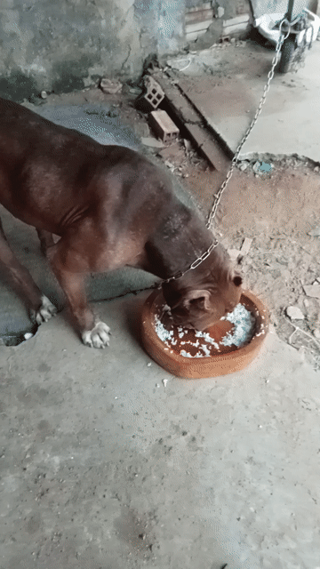 Chó Pitbull đực. Mua bán Chó tại Huyện Hóc Môn Tp Hồ Chí Minh được đăng bởi nguyen phuong huy hình 1