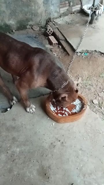 Chó Pitbull đực. Mua bán Chó tại Huyện Hóc Môn Tp Hồ Chí Minh được đăng bởi nguyen phuong huy hình 1