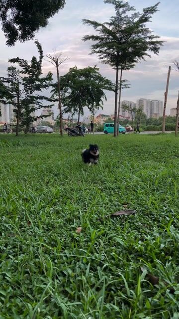 Chó Pomeranian Đen vàng đực 8 tháng. Mua bán Chó tại Quận Hoàng Mai Hà Nội được đăng bởi Phg hình 1