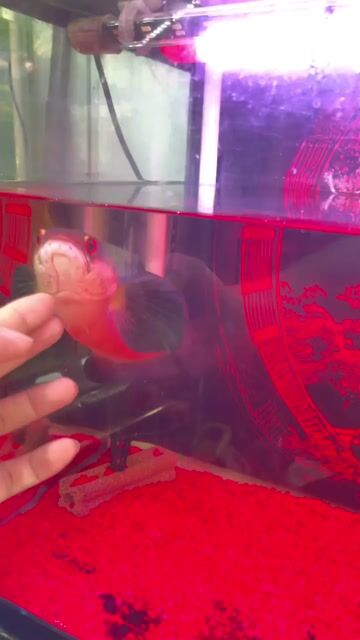 Cá lóc vảy rồng Đỏ U38-40. Mua bán Thú cưng khác tại Huyện Long Thành Đồng Nai được đăng bởi Trần Tú hình 1
