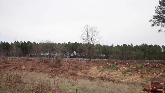 Pilote de machine de bucheronnage : maitrise de la technologie