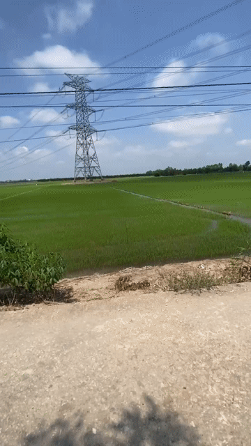 Mua bán Đất Huyện Cai Lậy Tiền Giang diện tích 5390 m² giá 1,85 tỷ