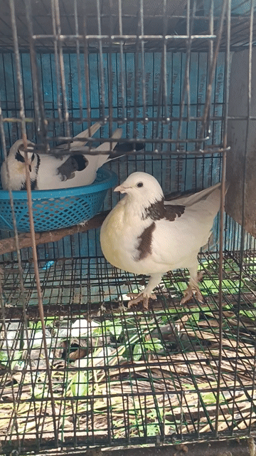 Bồ câu Pháp lai Trắng nâu Cặp. Mua bán Chim tại Quận Bình Thuỷ Cần Thơ được đăng bởi Khang hình 1