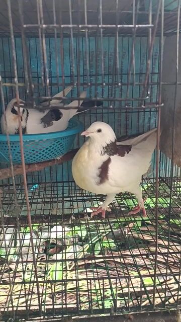 Bồ câu Pháp lai Trắng nâu Cặp. Mua bán Chim tại Quận Bình Thuỷ Cần Thơ được đăng bởi Khang hình 1