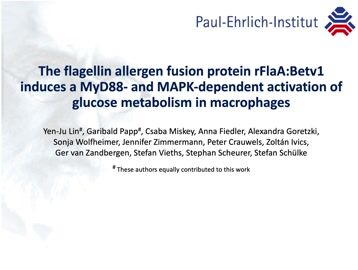 The Flagellin: Allergen Fusion Protein rFlaA:Betv1 Activates Macrophages