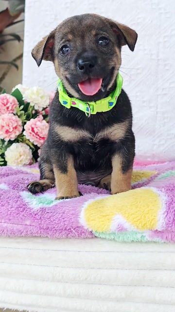 Trai Lạp Xưởng F lanh lợi đáng yêu chào sen nhen. Mua bán Chó tại Huyện Hóc Môn Tp Hồ Chí Minh được đăng bởi Smile Pet hình 1