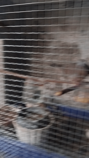 Chim cu gáy thuần khỏe giọng hay dáng đẹp. Mua bán Chim tại Thành phố Dĩ An Bình Dương được đăng bởi Hai Tran hình 1