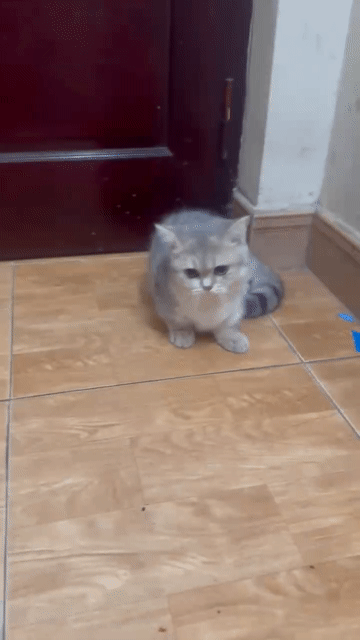Mèo Anh chân lùn đực xám 4-5 tháng đã tiêm. Mua bán Mèo tại Huyện Hoài Đức Hà Nội được đăng bởi Huyền Chuc Hương Châu hình 1