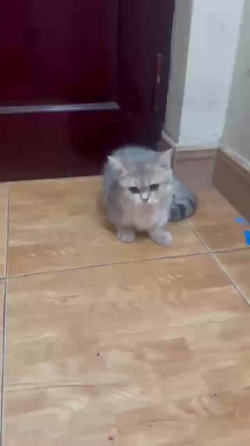 Mèo Anh chân lùn đực xám 4-5 tháng đã tiêm. Mua bán Mèo tại Huyện Hoài Đức Hà Nội được đăng bởi Huyền Chuc Hương Châu hình 1