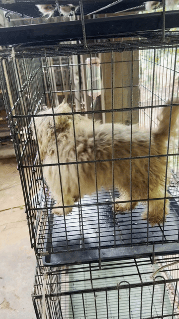 Chó Poodle Nâu vàng. Mua bán Chó tại Huyện Xuyên Mộc Bà Rịa - Vũng Tàu được đăng bởi Nguyễn Văn Thanh hình 1
