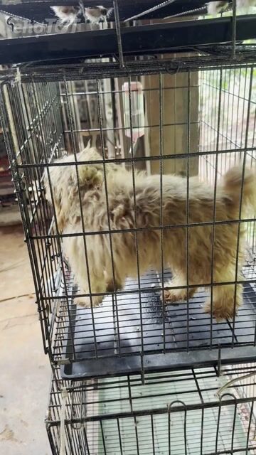 Chó Poodle Nâu vàng. Mua bán Chó tại Huyện Xuyên Mộc Bà Rịa - Vũng Tàu được đăng bởi Nguyễn Văn Thanh hình 1