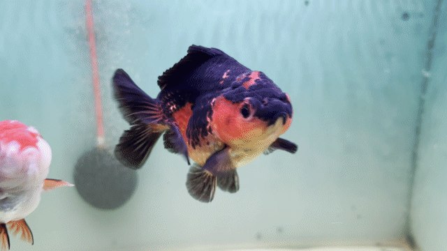 Cá cảnh Oranda Lụa Đa màu. Mua bán Thú cưng khác tại Quận 8 Tp Hồ Chí Minh được đăng bởi Nguyễn Hậu hình 1