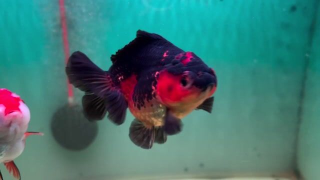 Cá cảnh Oranda Lụa Đa màu. Mua bán Thú cưng khác tại Quận 8 Tp Hồ Chí Minh được đăng bởi Nguyễn Hậu hình 1