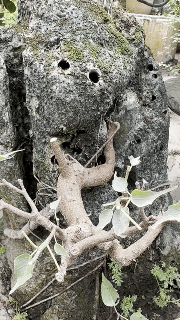 Cây đề đỏ bấu đá trang trí nhà cửa. Mua bán Cây cảnh, đồ trang trí tại Quận Long Biên Hà Nội được đăng bởi Nguyen Thanh hình 1