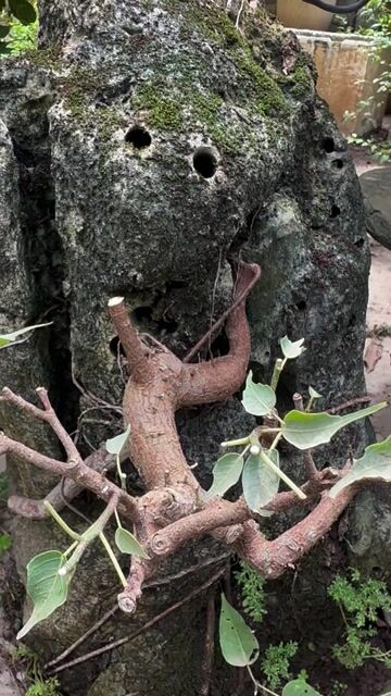 Cây đề đỏ bấu đá trang trí nhà cửa. Mua bán Cây cảnh, đồ trang trí tại Quận Long Biên Hà Nội được đăng bởi Nguyen Thanh hình 1