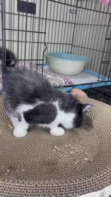 Mèo bò sữa 55 ngày. Mua bán Mèo tại Huyện Thường Tín Hà Nội được đăng bởi Thu Hoài hình 1