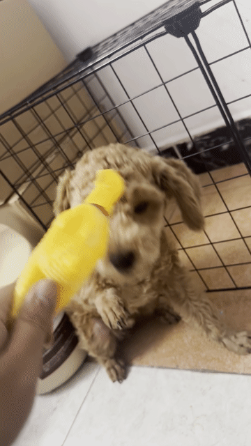 Chó Poodle Nâu vàng Chó con. Mua bán Chó tại Quận Bình Tân Tp Hồ Chí Minh được đăng bởi Tiến Tiến hình 1