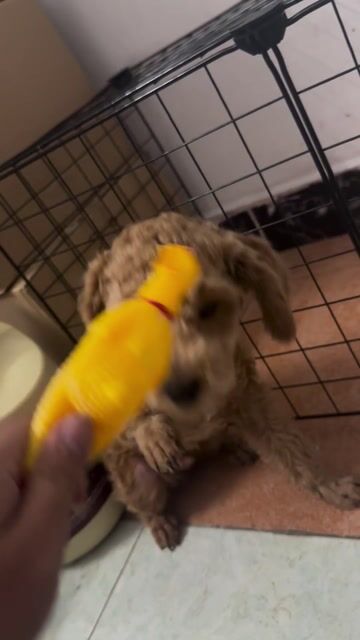 Chó Poodle Nâu vàng Chó con. Mua bán Chó tại Quận Bình Tân Tp Hồ Chí Minh được đăng bởi Tiến Tiến hình 1
