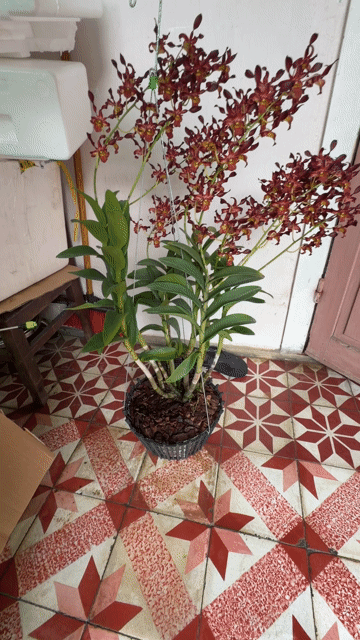 Phong lan Dendro Rồng đỏ Đỏ Fi28. Mua bán Cây cảnh, đồ trang trí tại Thành phố Huế Thừa Thiên Huế được đăng bởi Hoàng hình 1