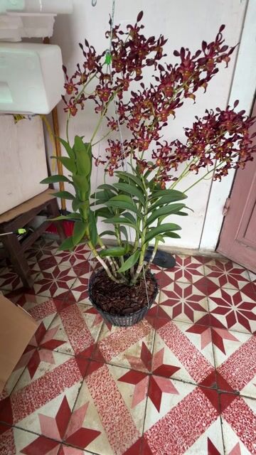 Phong lan Dendro Rồng đỏ Đỏ Fi28. Mua bán Cây cảnh, đồ trang trí tại Thành phố Huế Thừa Thiên Huế được đăng bởi Hoàng hình 1
