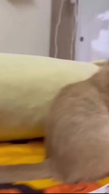 Mèo lai Anh lông dài đực đã tiêm. Mua bán Mèo tại Quận Đống Đa Hà Nội được đăng bởi Thu Anh hình 1