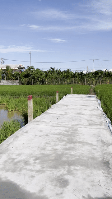 Mua bán Đất Huyện Tân Trụ Long An diện tích 780 m² giá 800 triệu
