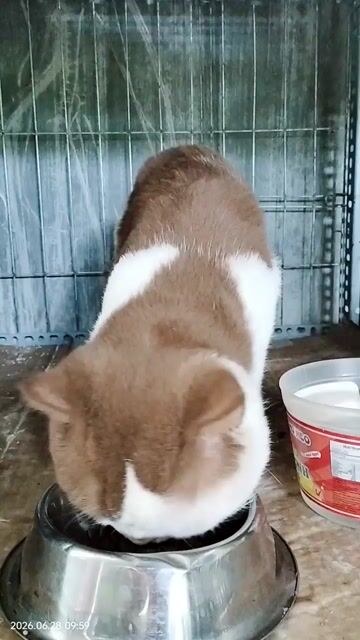 Mèo đực Nâu trắng đã tiêm phòng. Mua bán Mèo tại Huyện Củ Chi Tp Hồ Chí Minh được đăng bởi Nguyễn Hoài Nam hình 1