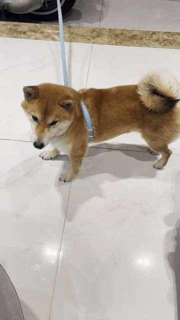 Chó Shiba đực gần 3 tuổi. Mua bán Chó tại Quận 1 Tp Hồ Chí Minh được đăng bởi Hạnh hình 1