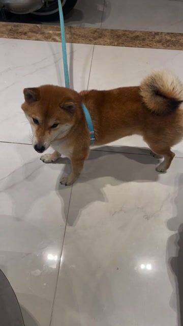 Chó Shiba đực gần 3 tuổi. Mua bán Chó tại Quận 1 Tp Hồ Chí Minh được đăng bởi Hạnh hình 1