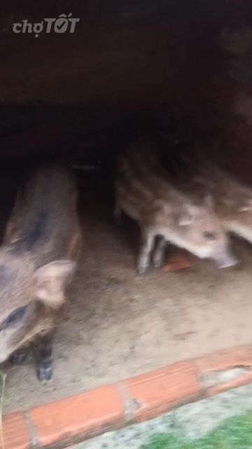 Heo lai Rung 15-20kg nuôi Tết. Mua bán Thú cưng khác tại Thành phố Thuận An Bình Dương được đăng bởi Gà Chọi hình 1