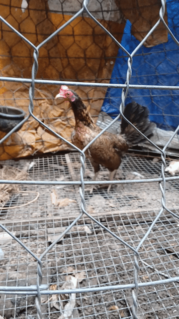 Gà mái mỹ mini 8l. Mua bán Gà tại Quận Bình Thuỷ Cần Thơ được đăng bởi Trần Văn Tuấn hình 1
