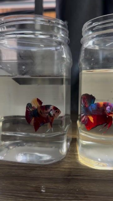 Cá Betta Đa sắc. Mua bán Thú cưng khác tại Quận Bình Tân Tp Hồ Chí Minh được đăng bởi Phu hình 1