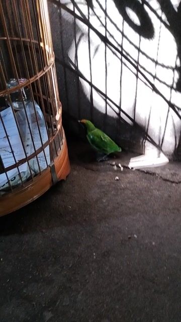 Chim Chòe than . gần 2 mùa . Mua bán Chim tại Thành phố Thủ Đức Tp Hồ Chí Minh được đăng bởi  van loc hình 1