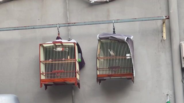Chim bổi Gỗ Nâu. Mua bán Chim tại Huyện Hóc Môn Tp Hồ Chí Minh được đăng bởi Do nam hình 1